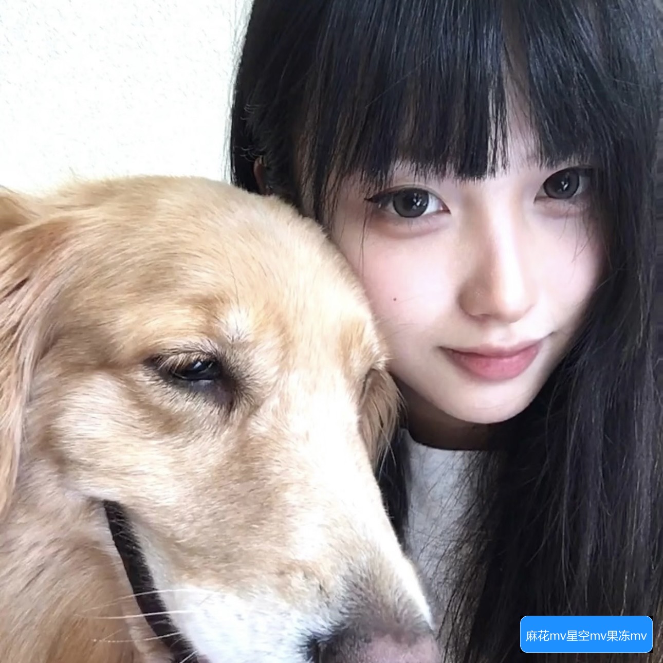 麻花MV、果冻MV、梦幻MV和蘑菇MV有什么不同之处以及它们的特色解析